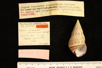 Media type: image; Malacology 153820